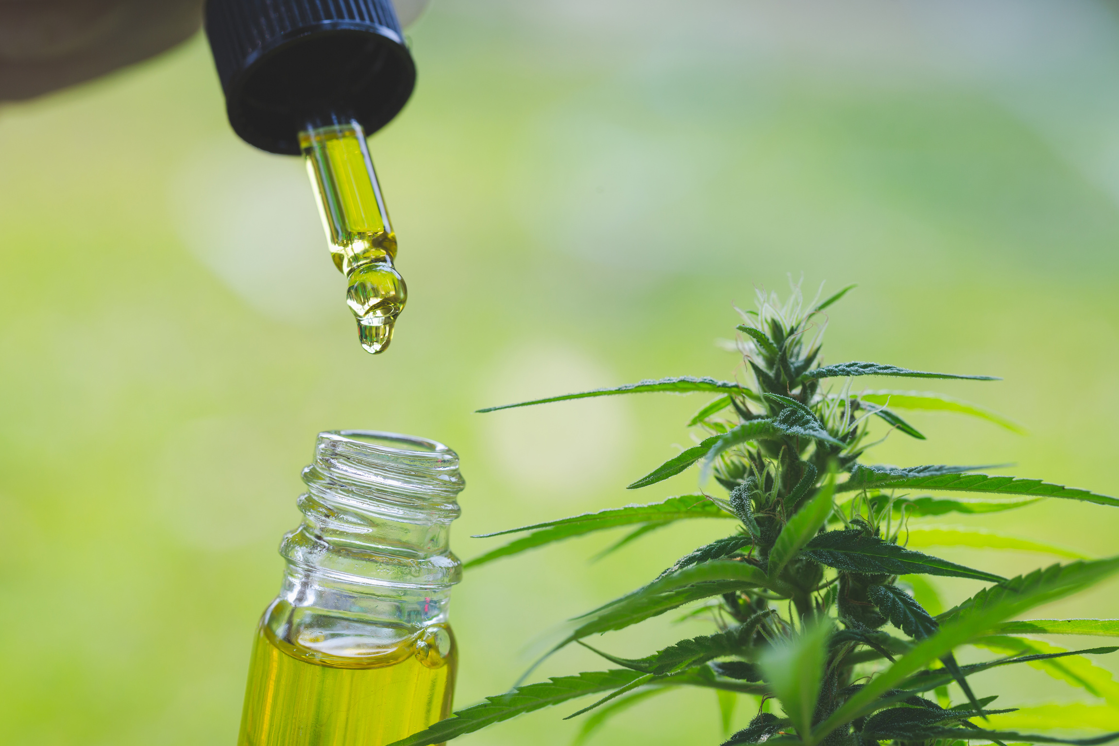 The hands of scientists dropping marijuana oil for experimentation and research,  Concept of herbal alternative medicine, cbd hemp oil, pharmaceptical industry.